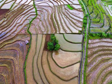Endonezya 'nın doğal manzarası. Dağların yamaçlarında güzel ve dolambaçlı pirinç tarlaları var.