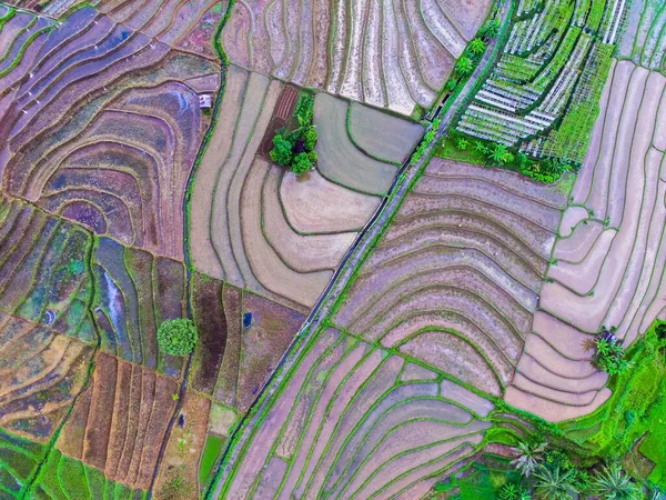Endonezya Nın Doğal Manzarası Dağların Yamaçlarında Güzel Dolambaçlı Pirinç Tarlaları — Stok fotoğraf