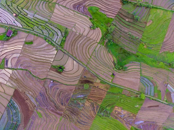 Endonezya Nın Doğal Manzarası Dağların Yamaçlarında Güzel Dolambaçlı Pirinç Tarlaları — Stok fotoğraf