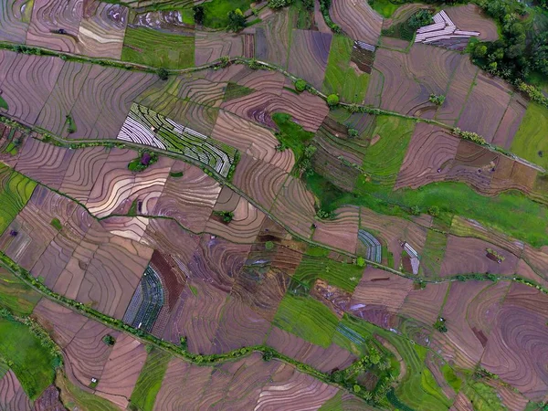 Přírodní Scenérie Indonésie Krásnými Vinutí Terasovité Rýžové Pole Vzory Svazích — Stock fotografie