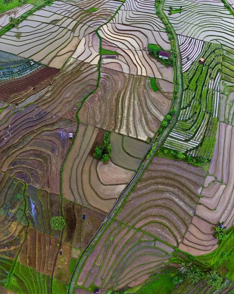 Природные Пейзажи Индонезии Красивыми Извилистыми Террасами Рисовых Полей Склонах Гор — стоковое фото