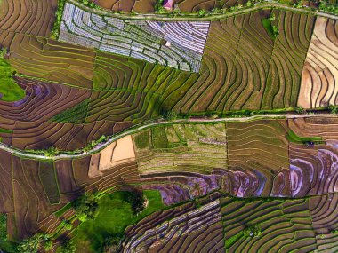 Beautiful morning view indonesia panorama landscape paddy fields with beauty color and sky natural light