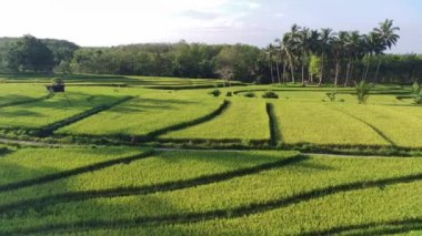 Beautiful morning view indonesia panorama landscape paddy fields with beauty color and sky natural light