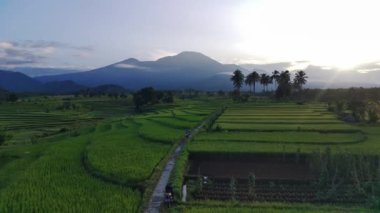 Beautiful morning view indonesia panorama landscape paddy fields with beauty color and sky natural light