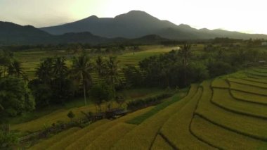 Beautiful morning view indonesia panorama landscape paddy fields with beauty color and sky natural light