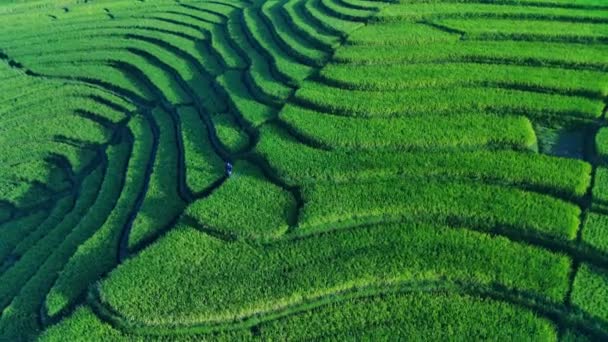 Beautiful Morning View Indonesia Panorama Landscape Paddy Fields Beauty Color — Stock video