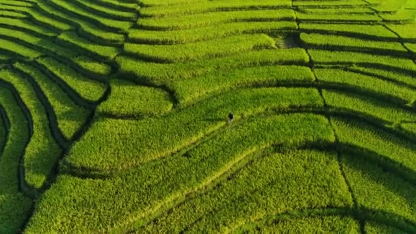Beautiful Morning View Indonesia Panorama Landscape Paddy Fields Beauty Color — Wideo stockowe