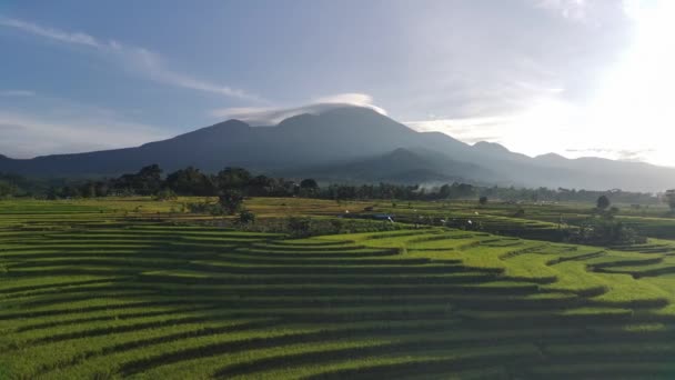 Beautiful Morning View Indonesia Panorama Landscape Paddy Fields Beauty Color — Vídeo de Stock