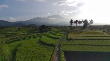 Beautiful morning view indonesia panorama landscape paddy fields with beauty color and sky natural light