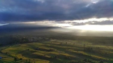 Beautiful morning view indonesia panorama landscape paddy fields with beauty color and sky natural light