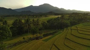 Beautiful morning view indonesia panorama landscape paddy fields with beauty color and sky natural light
