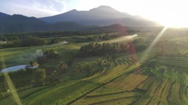 Beautiful morning view indonesia panorama landscape paddy fields with beauty color and sky natural light