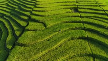 Beautiful morning view indonesia panorama landscape paddy fields with beauty color and sky natural light