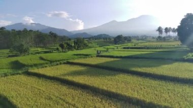 Beautiful morning view indonesia panorama landscape paddy fields with beauty color and sky natural light