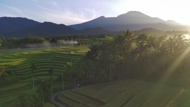 Beautiful Morning View Indonesia Panorama Landscape Paddy Fields Beauty Color — Stock video