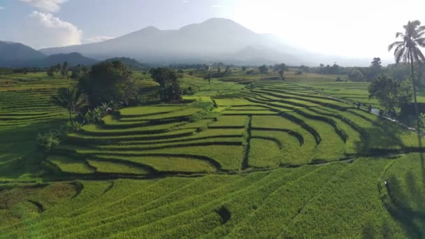 Beautiful Morning View Indonesia Panorama Landscape Paddy Fields Beauty Color — Stock Video