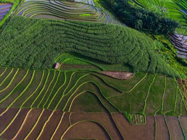 Beautiful morning view indonesia panorama landscape paddy fields with beauty color and sky natural light