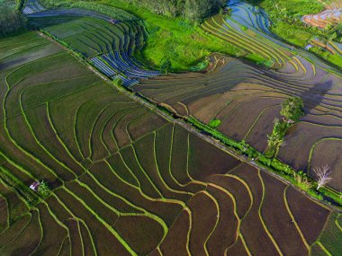 Beautiful morning view indonesia panorama landscape paddy fields with beauty color and sky natural light