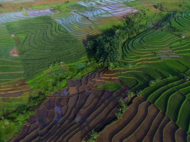 Beautiful morning view indonesia panorama landscape paddy fields with beauty color and sky natural light
