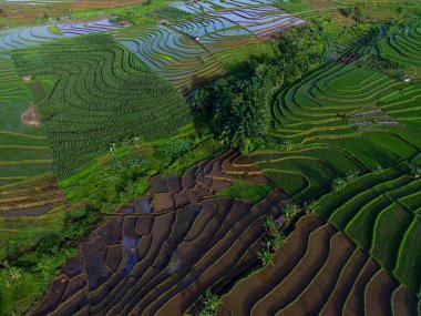 Beautiful morning view indonesia panorama landscape paddy fields with beauty color and sky natural light