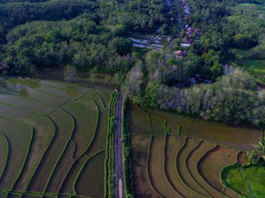 Beautiful morning view indonesia panorama landscape paddy fields with beauty color and sky natural light