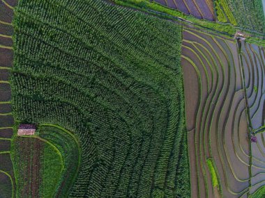 Beautiful morning view indonesia panorama landscape paddy fields with beauty color and sky natural light