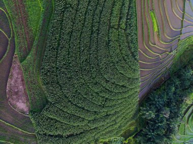 Beautiful morning view indonesia panorama landscape paddy fields with beauty color and sky natural light