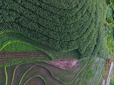 Beautiful morning view indonesia panorama landscape paddy fields with beauty color and sky natural light