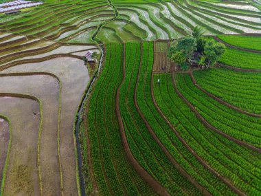 Beautiful morning view indonesia panorama landscape paddy fields with beauty color and sky natural light