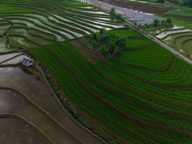 Beautiful morning view indonesia panorama landscape paddy fields with beauty color and sky natural light