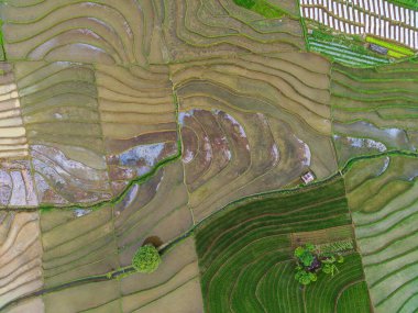 Beautiful morning view indonesia panorama landscape paddy fields with beauty color and sky natural light