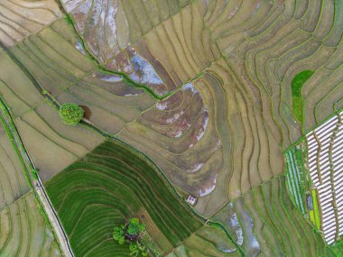Beautiful morning view indonesia panorama landscape paddy fields with beauty color and sky natural light