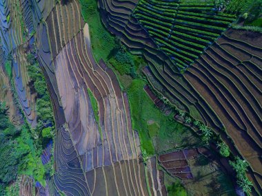 Beautiful morning view indonesia panorama landscape paddy fields with beauty color and sky natural light