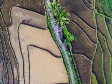 Beautiful morning view indonesia panorama landscape paddy fields with beauty color and sky natural light