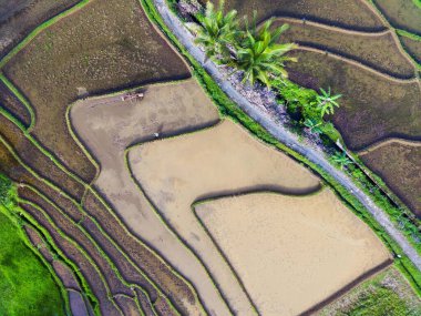 Beautiful morning view indonesia panorama landscape paddy fields with beauty color and sky natural light