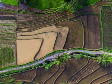 Beautiful morning view indonesia panorama landscape paddy fields with beauty color and sky natural light