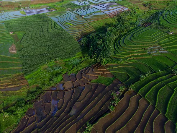 Beautiful Morning View Indonesia Panorama Landscape Paddy Fields Beauty Color — Photo