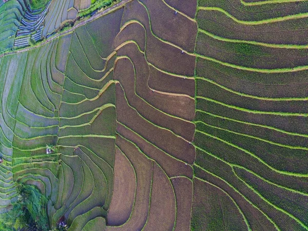 Beautiful Morning View Indonesia Panorama Landscape Paddy Fields Beauty Color — Stock fotografie