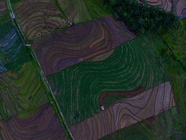 Beautiful morning view indonesia panorama landscape paddy fields with beauty color and sky natural light