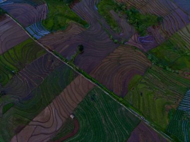 Beautiful morning view indonesia panorama landscape paddy fields with beauty color and sky natural light