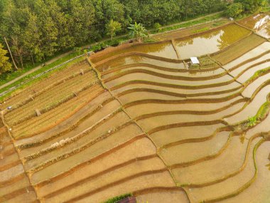 Beautiful morning view indonesia panorama landscape paddy fields with beauty color and sky natural light