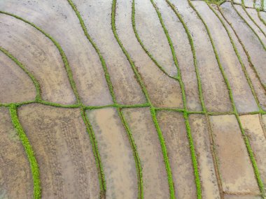Beautiful morning view indonesia panorama landscape paddy fields with beauty color and sky natural light