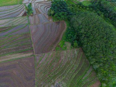 Beautiful morning view indonesia panorama landscape paddy fields with beauty color and sky natural light