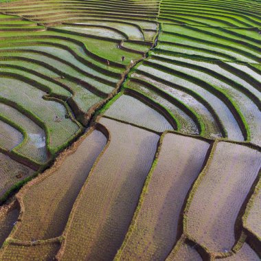 Beautiful morning view indonesia panorama landscape paddy fields with beauty color and sky natural light