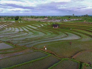 Beautiful morning view indonesia panorama landscape paddy fields with beauty color and sky natural light