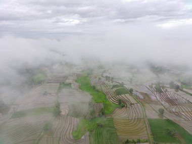 Beautiful morning view indonesia panorama landscape paddy fields with beauty color and sky natural light