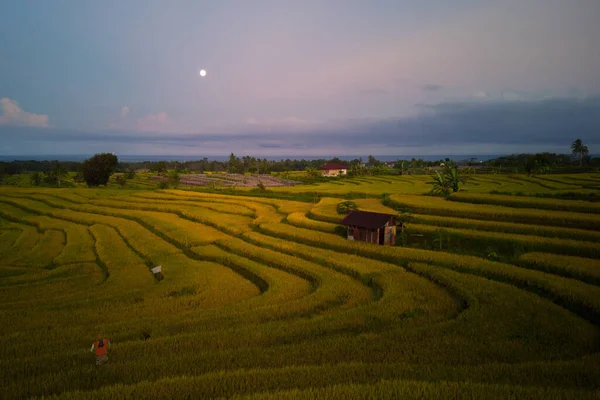 Beautiful Morning View Indonesia Panorama Landscape Paddy Fields Beauty Color — Fotografie, imagine de stoc