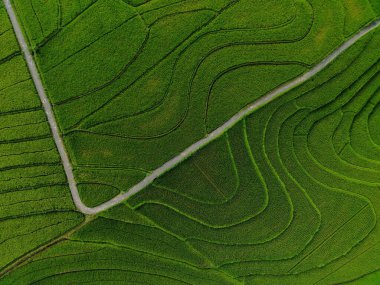 Endonezya 'dan orman ve dağ manzaralı güzel bir sabah manzarası