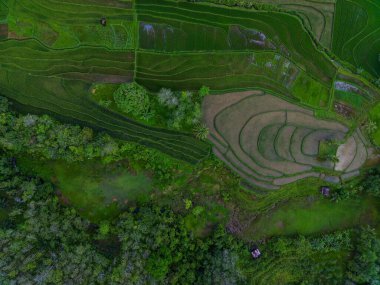 Endonezya 'dan orman ve dağ manzaralı güzel bir sabah manzarası