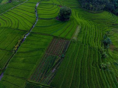 Endonezya 'dan orman ve dağ manzaralı güzel bir sabah manzarası
